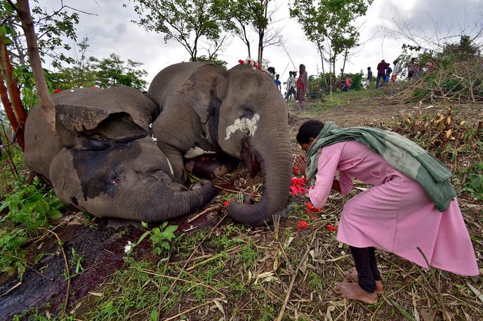 slon | Domačine je množična smrt slonov hudo prizadela.  | Foto Reuters