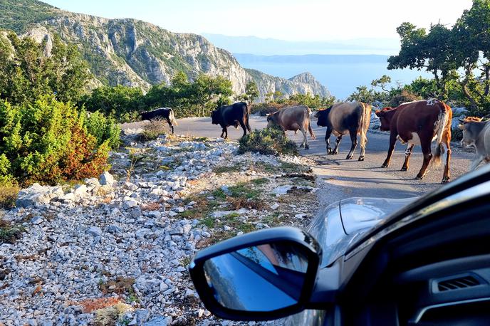 Biokovo cesta | Prometni režim na cesti na Biokovo je sicer dobro premišljen, a ko na cesto stopi čred krav, se vsa prometna teorija podre. | Foto Metka Prezelj