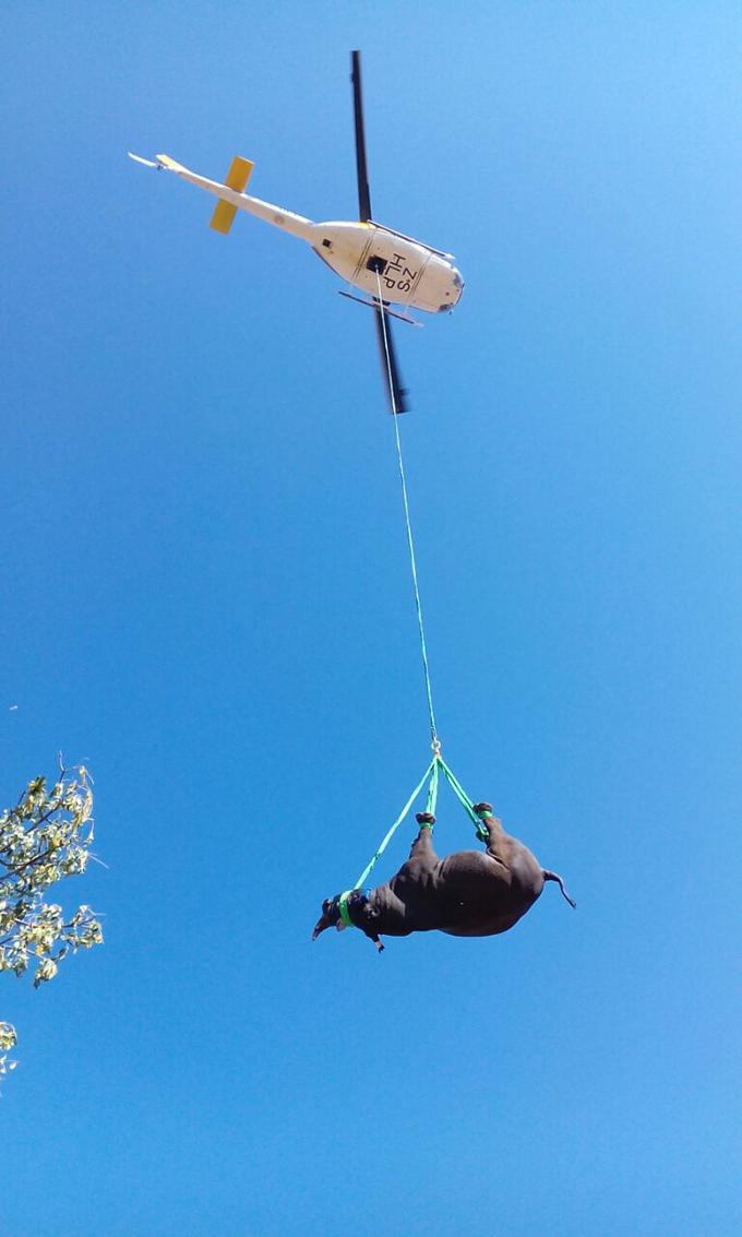 Uspešna reševalna akcija pobeglega nosoroga. | Foto: 