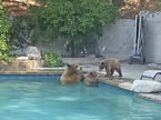 Medvedi v bazenu
