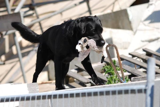 Reševalni psi se morajo letno podati na od 60 do 80 iskalnih akcij. | Foto: 