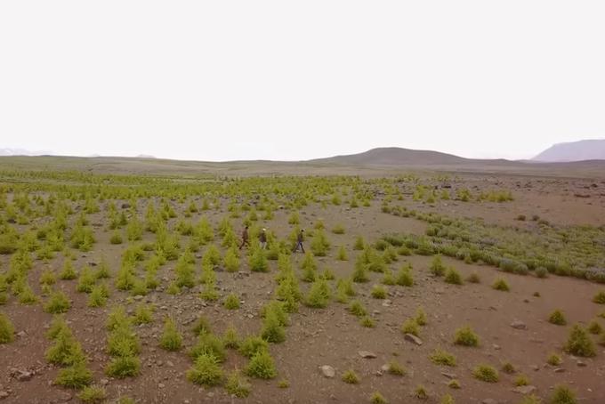 Takole je videti zelo mlad gozd na Islandiji. Na otoku je ogromno takšnih "farm", kjer uspevajo nova drevesa.  | Foto: YouTube