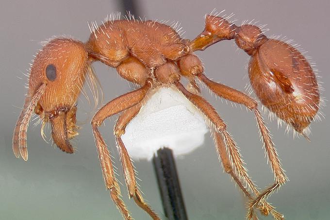Ta ameriška in mehiška mravlja zbiralka, kot ji pravijo v angleščini, ima enega od najmočnejših strupov med vsemi žuželkami na svetu. Človeku sicer ni smrtno nevaren, a ob piku povzroči izredno močno bolečino, ki lahko traja tudi do štiri ure. Schmidt bolečino primerja z "vraščenim nohtom, ki ga nekdo poskuša pozdraviti z vrtalnim strojem".  | Foto: Thomas Hilmes/Wikimedia Commons