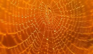 Super pajkova svila odpira pot nanotehnologiji