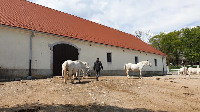 Za prodajo konj je odgovoren Klemen Turk, a ga potencialni kupci po naših informacijah nikakor ne morejo priklicati. | Foto: Metka Prezelj