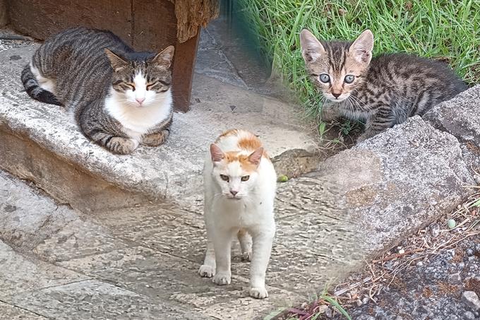 V Črni gori, predvsem v Kotorju, lahko mačko srečaš na vsakem koraku. Nekatere so prijazne in ljubke, druge lenobne, nekatere pa te jezno pogledajo in so prave gospodarice.  | Foto: Ksenija Mlinar