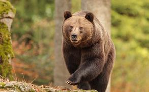 Odločitev je padla: letos bodo odstrelili 176 medvedov