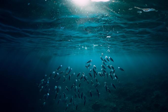 Trajnostni ribolov je ribolov, ki upošteva celoten ekosistem. | Foto: Getty Images
