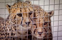 Je kriza udarila tudi v ljubljanskem živalskem vrtu?