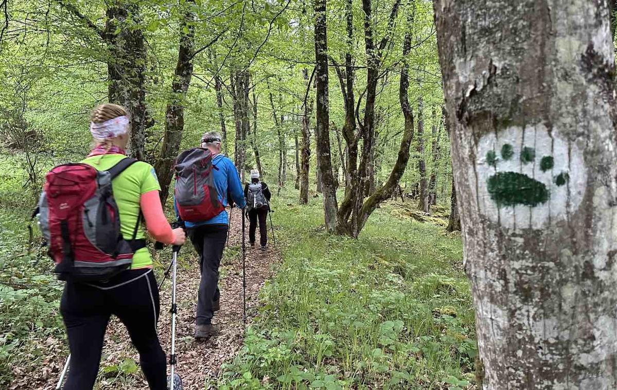 pohod Po medvedovih stopinjah | Drzni pohodniki so 64 kilometrov hodili po medvedovih stopinjah v kočevskih gozdovih. | Foto STA/Lea Udovč