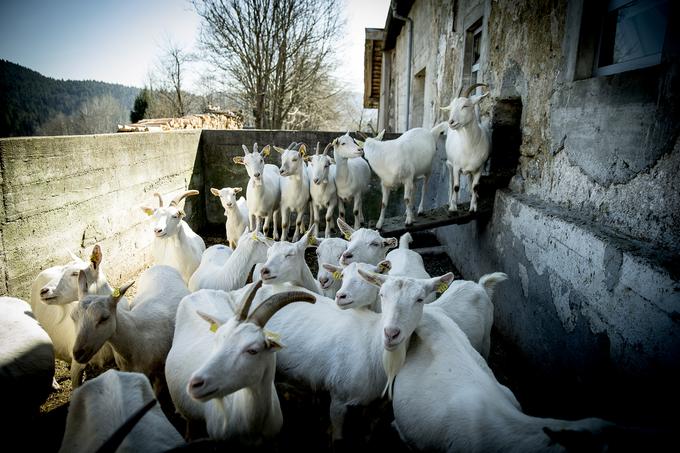 Kmetija pr' Jernej Jože Česen Gradišče koza koze osel kokoš ekološko kozje mleko | Foto: Ana Kovač