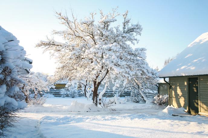 vrt, zima, sneg | Leta 1994 smo imeli v večjem delu Slovenije najbolj zasnežen božič v zadnjih 70 letih. Fotografija je simbolična. | Foto Shutterstock