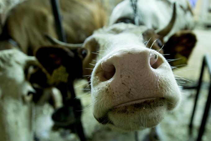 Marko težko gleda privezane krave, zato bodo v bližnji prihodnosti hlev najverjetneje uredili tako, da se bodo lahko po njem bolj prosto gibale. | Foto: Ana Kovač