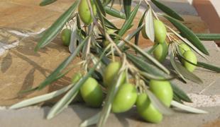 EU ostro nad napovedano ameriško zvišanje carin na olive