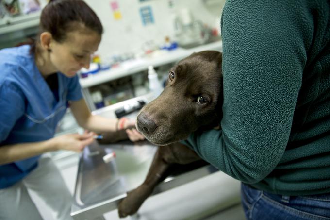 "Marsikdo misli, da veterinarji po cele dneve božamo pse, pa seveda ni tako. Resničnost je drugačna, bolezni so zelo različne." | Foto: Ana Kovač