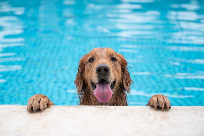 Pes vročina | Če pes preživlja čas na prostem, poskrbite, da bo imel na voljo dovolj sence za počitek. | Foto Shutterstock