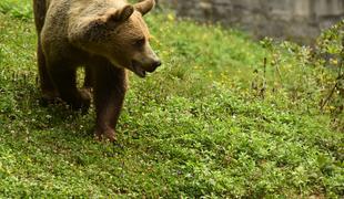 Ustreljen medved: ne pomnijo, da bi ga že kdaj opazili v tem delu Slovenije #video
