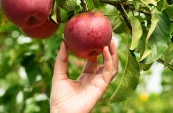 Nasveti za obiranje in shranjevanje jabolk