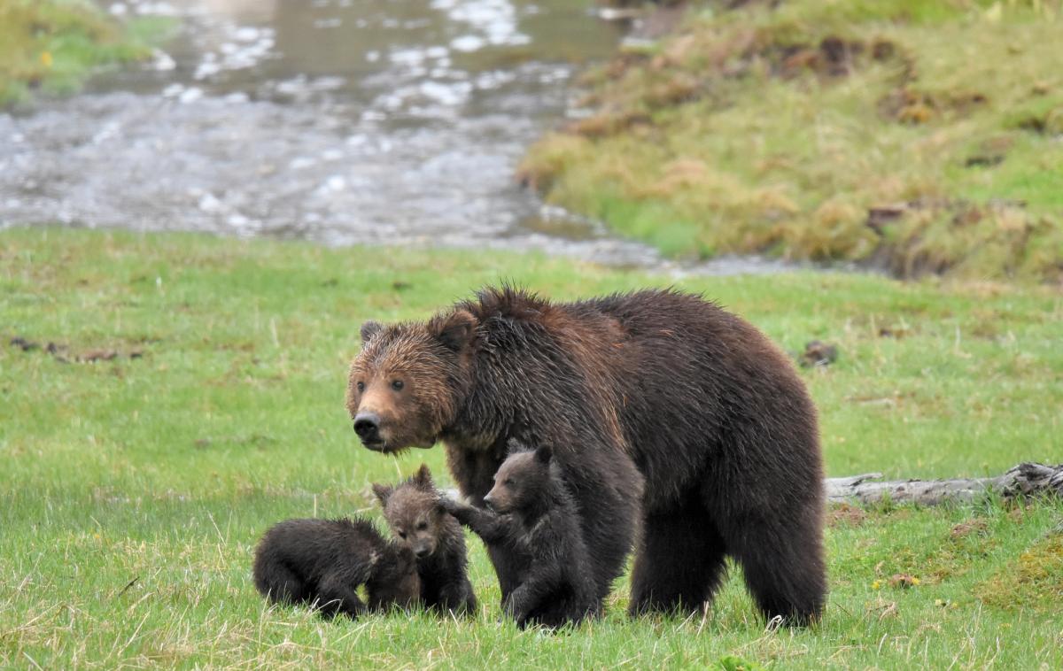 Medved, medvedi, medvedki | Foto Thinkstock