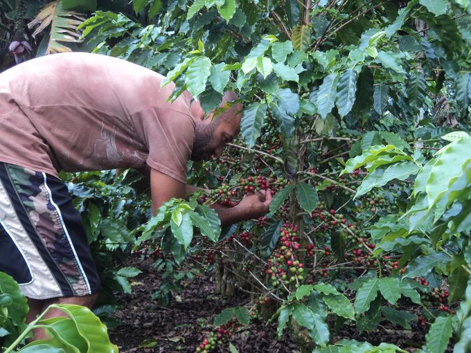 Omarjevo življenje je tesno povezano s kavo. Že babica in starši so imeli plantaže. Odraščal je obdan s kavo, nekaj časa je celo delal na honduraškem inštitutu za kavo. | Foto: Osebni arhiv