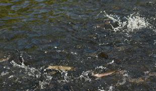 Zaradi onesnaženja v reki Cerknici poginilo več sto rib