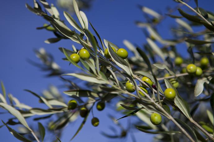oljka, oliva, olive | Foto Matjaž Tavčar