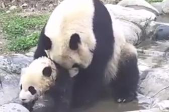 Mali panda, ki sovraži umivanje (VIDEO)