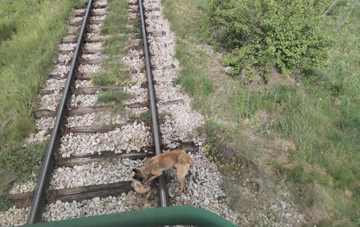 Pes | Vlak se je na srečo pravočasno ustavil.  | Foto FB/Blanka Kapus Passecker