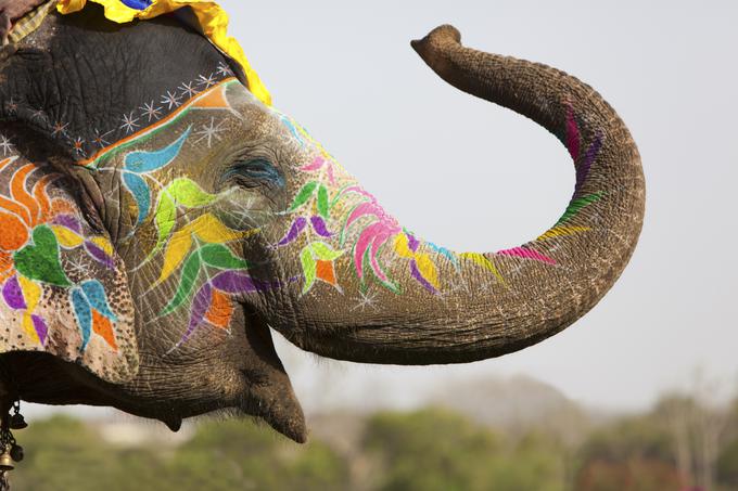 Svetovni dan slonov | Foto: Thinkstock