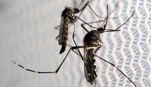 Zakaj je v zadnjih dneh toliko komarjev? #video