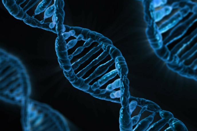 DNK | Foto Pixabay