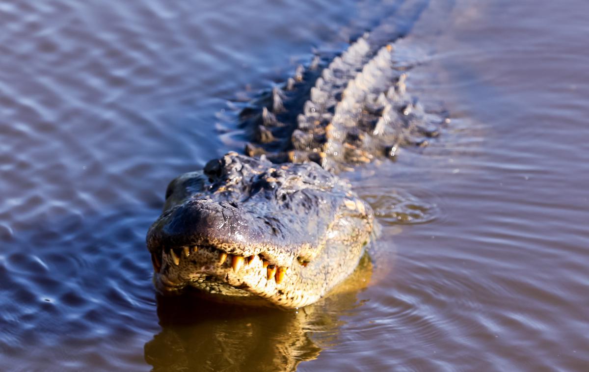 aligator | Ameriški aligator  | Foto Reuters