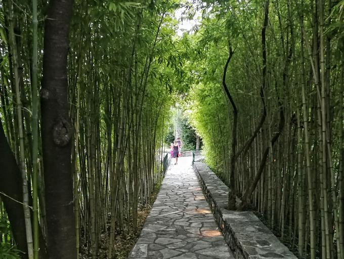 Vhod v Ćatovića mlini je obdan s spektakularnim bambusovim "drevoredom". | Foto: Nina Vogrin