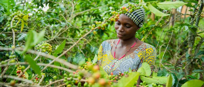 Angelique Uwamariya je 34-letna mala kmetovalka, ki arabske kavovce goji od leta 2013. Od takrat je svojo plantažo štirikrat povečala, tako da danes šteje štiristo dreves. Z denarjem, ki ga zasluži s kavo, preživlja svojo družino. | Foto: 