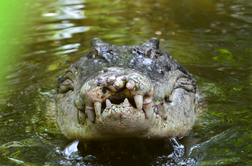 Obsežna iskalna akcija sedemdesetih pobeglih krokodilov #video
