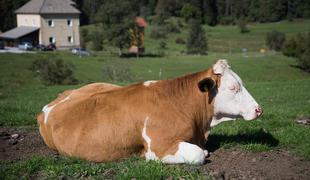 Sum norih krav na Dolenjskem