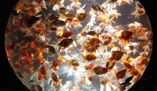 Zlati ribici brez hrane preživeli 134 dni