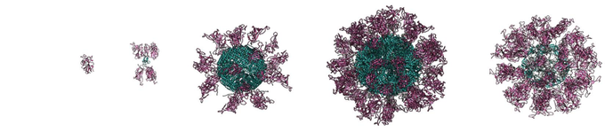 Molekulski model cepiva covid-19 | Foto: Kemijski inštitut
