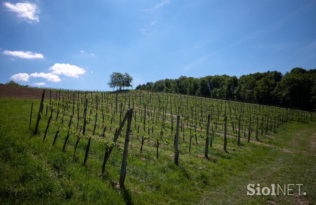 Ekološka kmetija Valentan Vodole Malečnik vino vinograd