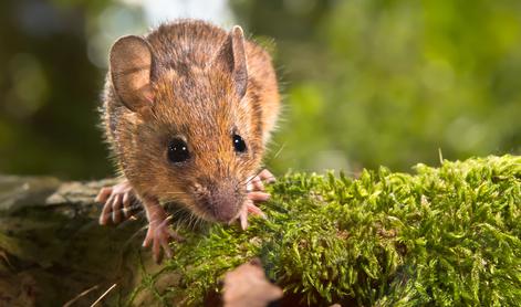 Število primerov mišje mrzlice letos enormno poraslo, ena oseba je umrla