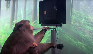 Elon Musk je opici v možgane vgradil čip in igrala je pong #video