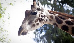 Žalostna smrt žirafe: med prevozom z glavo trčila v most