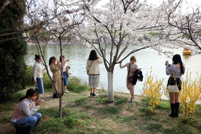 Češnjev cvet je na Japonskem nacionalna cvetlica, ki simbolizira upanje in prenovo.  | Foto: Reuters