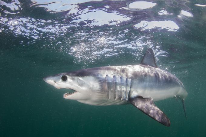 Na posnetku gre najverjetneje za morskega psa vrste mako. | Foto: Getty Images