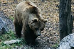 Lovci še vedno iščejo medvedko in njena mladiča #video