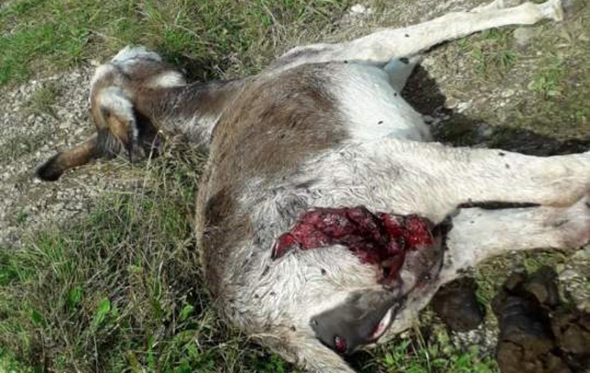 Napad volkov v Davči | Napad se je zgodil na pašniku, ki je sicer zavarovan z električnim pastirjem. | Foto Simon Šubic