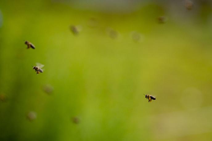 Otvoritev hotela za čebele samotarke | Po nekaterih ocenah čebele s svojim opraševanjem zagotovijo že vsako tretjo žlico hrane, ki jo zaužijemo. | Foto Ana Kovač