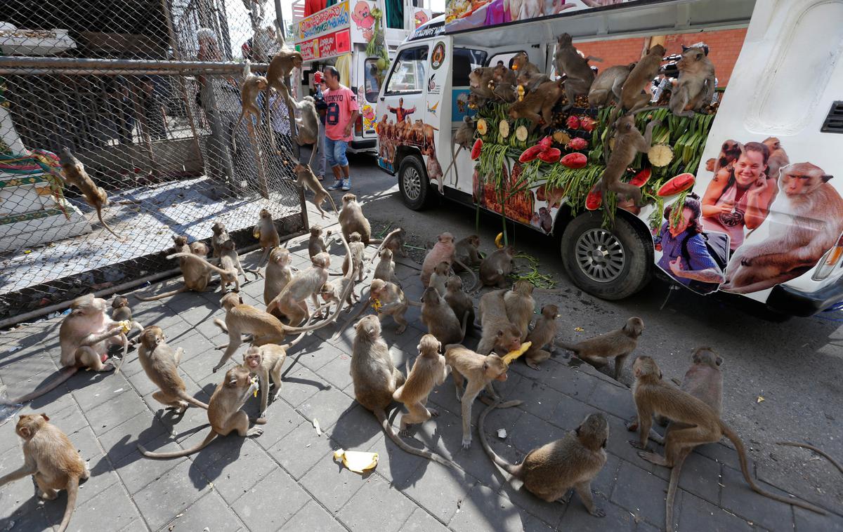 Makaki opica | Opice so napadle tovornjak s hrano.  | Foto Reuters
