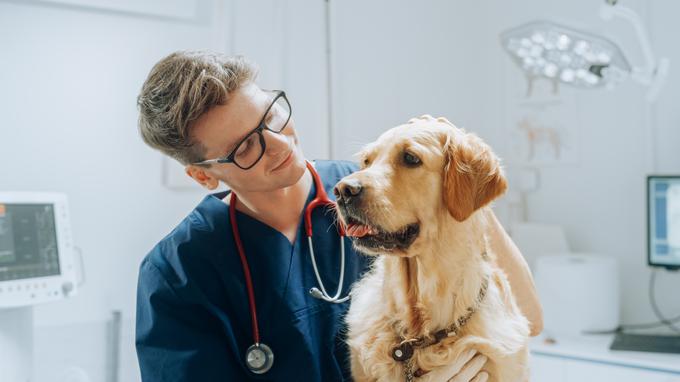 pes, kuža, hišni ljubljenček, veterinar, male živali | Foto: Shutterstock