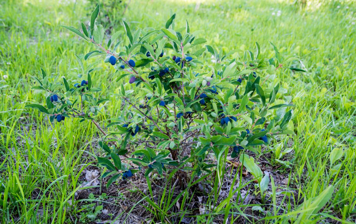 sibirska borovnica | Grmiček sibirske borovnice lahko obrodi od 2.5 do 8 kilogramov plodov v eni sezoni. | Foto Shutterstock